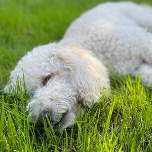 Meet your Posher, Soni